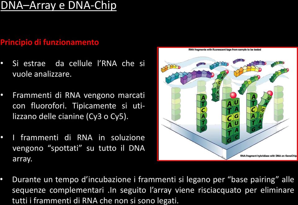 I frammenti di RNA in soluzione vengono spottati su tutto il DNA array.