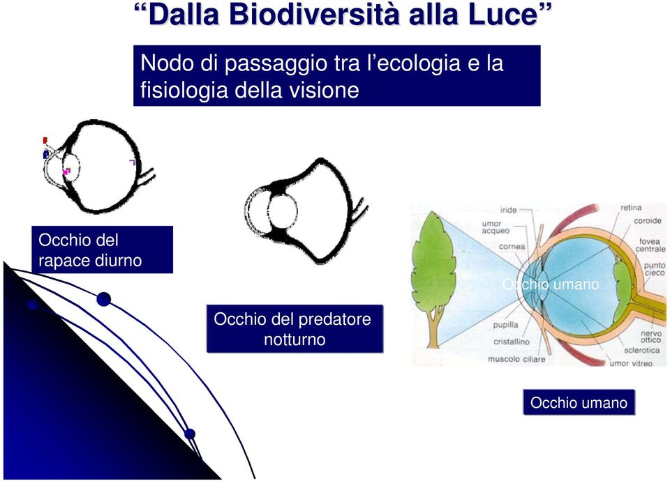 predatore diurno Occhio del rapace diurno Occhio umano