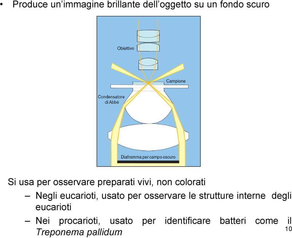 usato per osservare le strutture interne degli eucarioti Nei