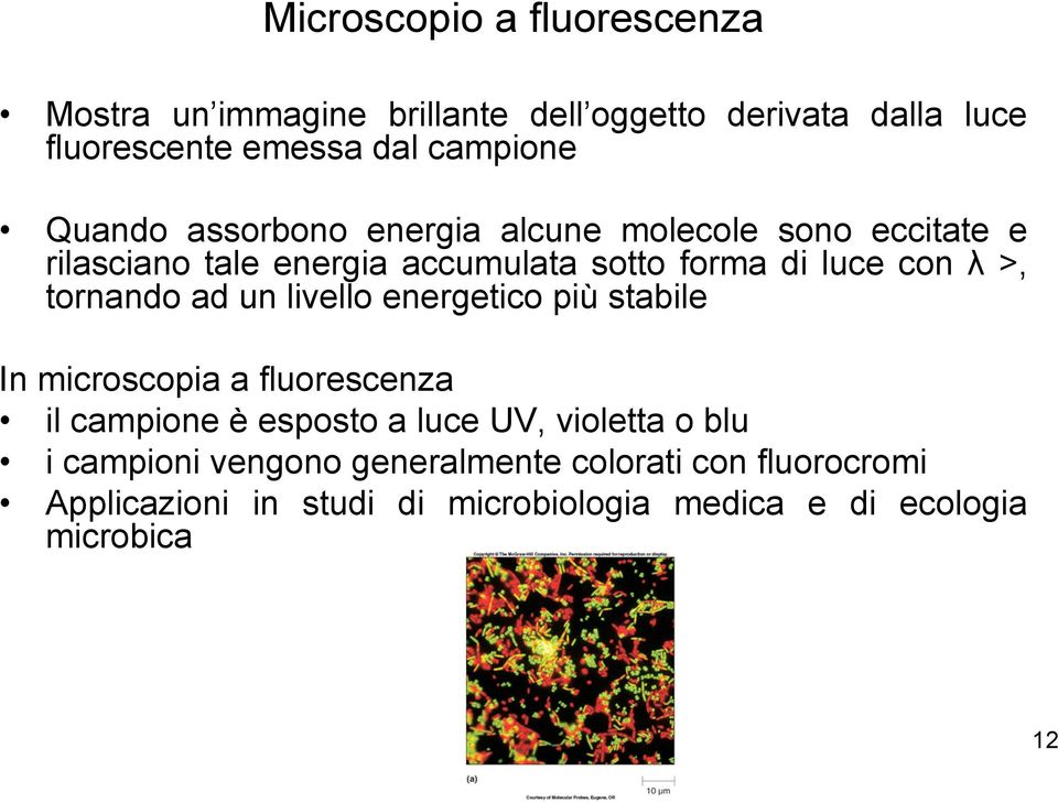 tornando ad un livello energetico più stabile In microscopia a fluorescenza il campione è esposto a luce UV, violetta o blu