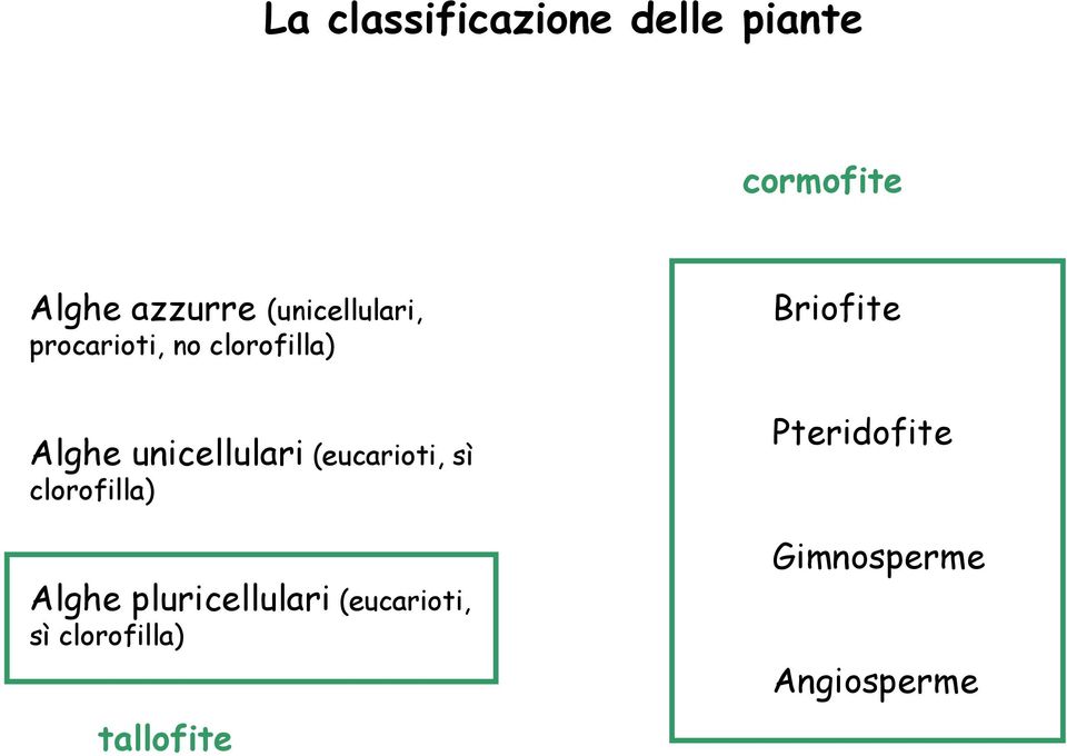 (eucarioti, sì clorofilla) Alghe pluricellulari (eucarioti,