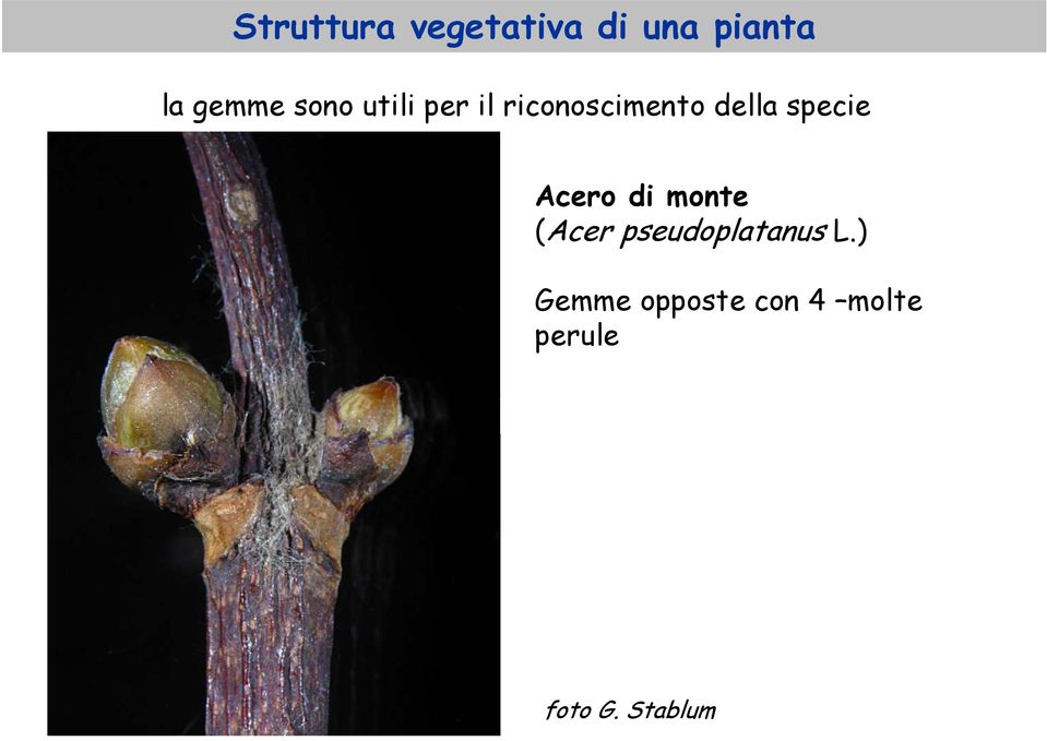 specie Acero di monte (Acer pseudoplatanus L.