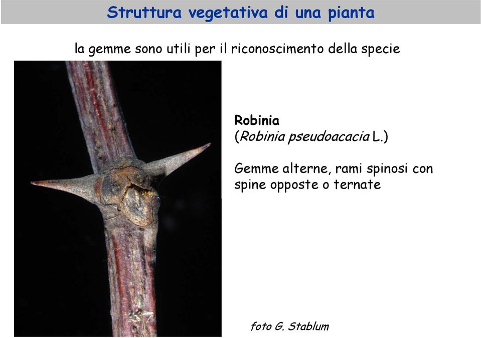 (Robinia pseudoacacia L.