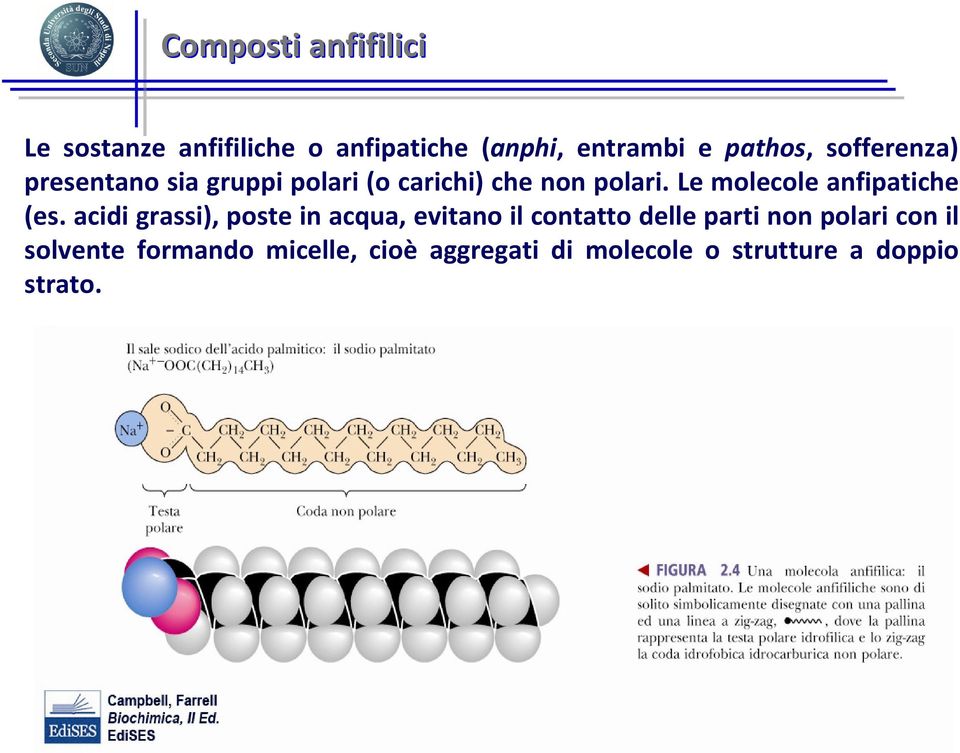 Le molecole anfipatiche (es.