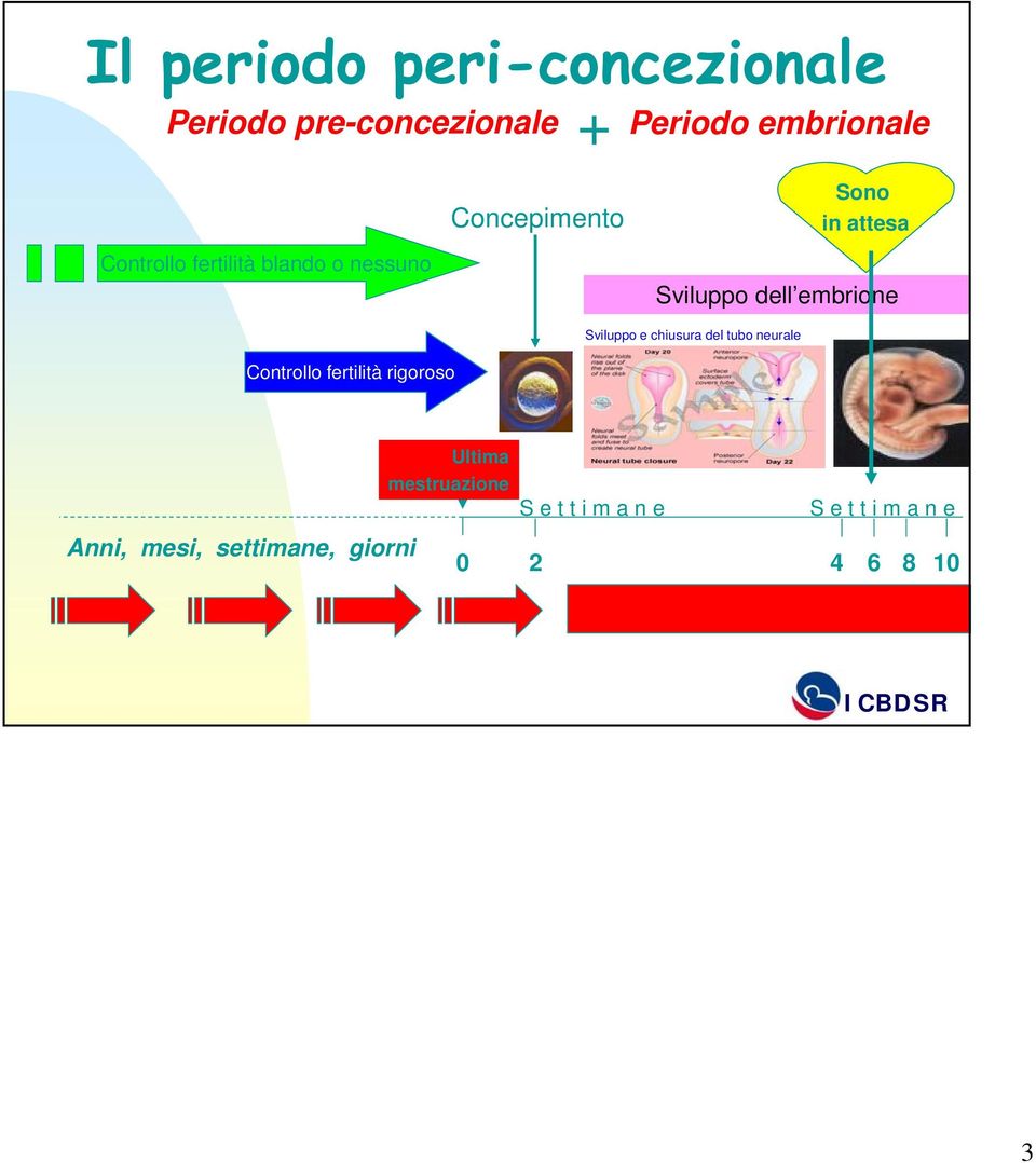 embrione Sviluppo e chiusura del tubo neurale Controllo fertilità rigoroso Anni,