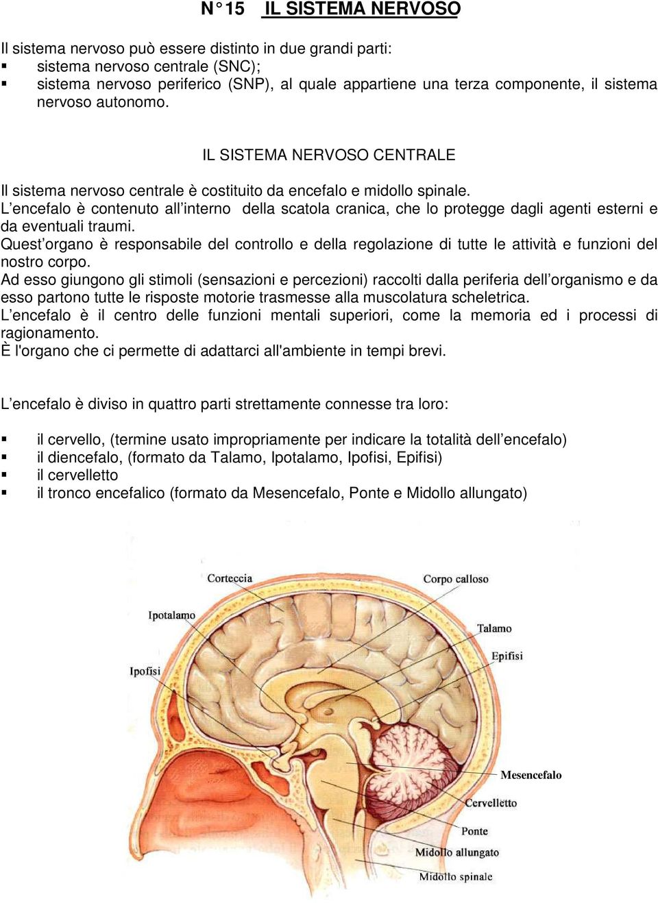 L encefalo è contenuto all interno della scatola cranica, che lo protegge dagli agenti esterni e da eventuali traumi.