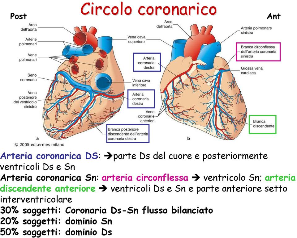 discendente anteriore ventricoli Ds e Sn e parte anteriore setto interventricolare 30%