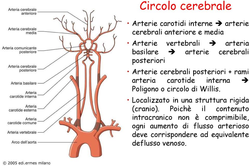 interna Poligono o circolo di Willis. Localizzato in una struttura rigida (cranio).