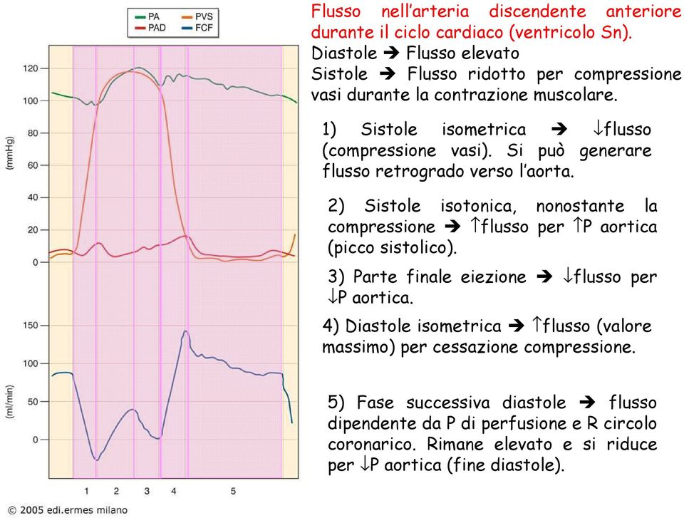 Si può generare flusso retrogrado verso l aorta. 2) Sistole isotonica, nonostante la compressione flusso per P aortica (picco sistolico).