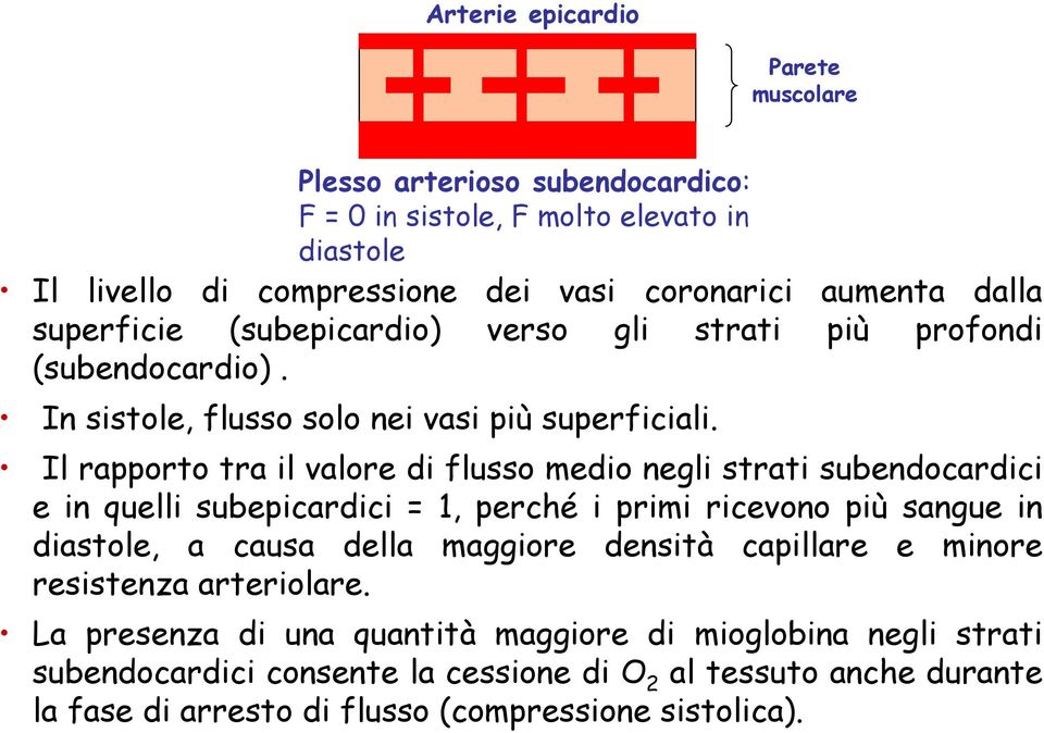 Il rapporto tra il valore di flusso medio negli strati subendocardici e in quelli subepicardici = 1, perché i primi ricevono più sangue in diastole, a causa della maggiore