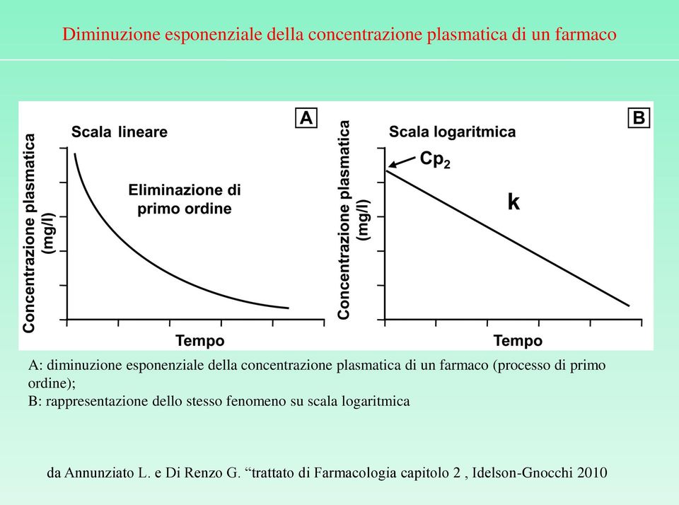 di primo ordine); B: rappresentazione dello stesso fenomeno su scala logaritmica