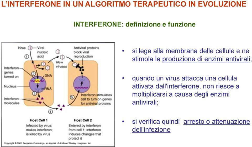 cellula attivata dall'interferone, non riesce a moltiplicarsi a causa