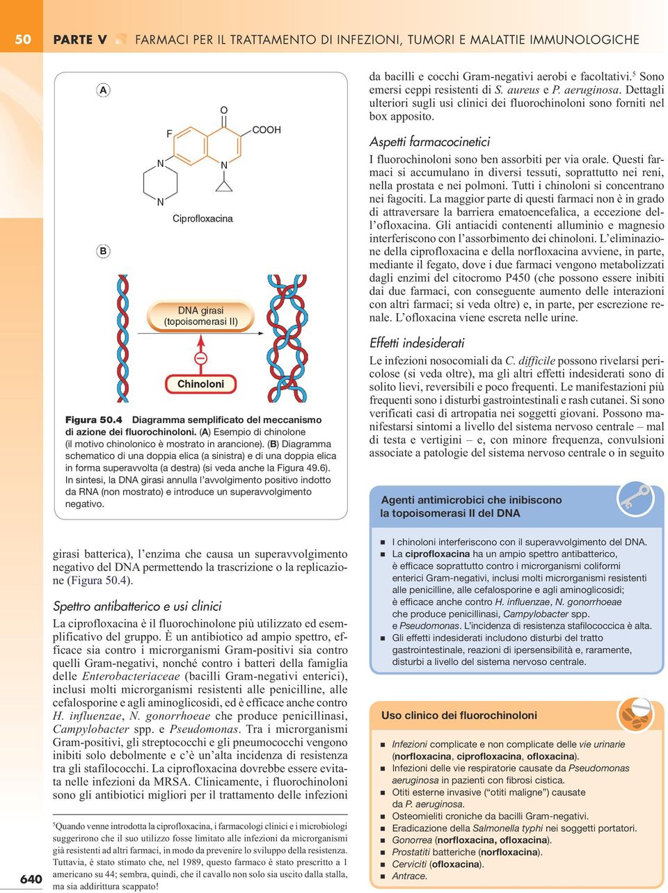 Questi farmaci si accumulano in diversi tessuti, soprattutto nei reni, nella prostata e nei polmoni. Tutti i chinoloni si concentrano nei fagociti.