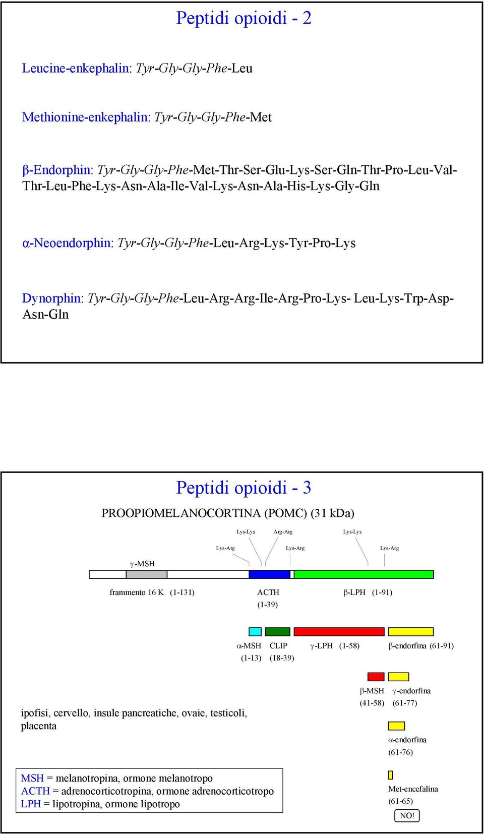 Peptidi opioidi - 3 PROOPIOMELANOCORTINA (POMC) (31 kda) Lys-Lys Arg-Arg Lys-Lys Lys-Arg Lys-Arg Lys-Arg ã-msh frammento 16 K (1-131) ACTH â-lph (1-39) (1-91) á-msh (1-13) CLIP (18-39) ã -LPH (1-58)