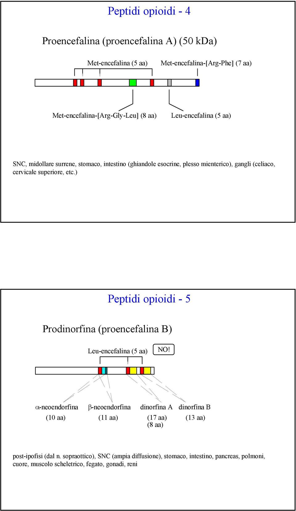 ) Peptidi opioidi - 5 Prodinorfina (proencefalina B) Leu-encefalina (5 aa) NO!