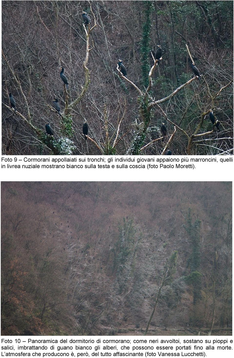 Foto 10 Panoramica del dormitorio di cormorano; come neri avvoltoi, sostano su pioppi e salici, imbrattando di