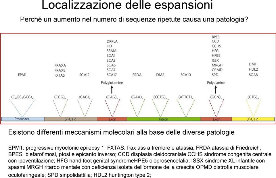 di Friedreich; BPES blefarofimosi, ptosi e epicanto inverso; CCD displasia cleidocraniale CCHS sindrome congenita centrale con ipoventilazione; HFG hand foot genital