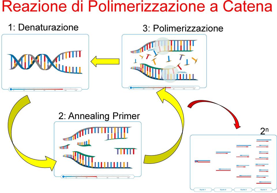 Catena 1: Denaturazione