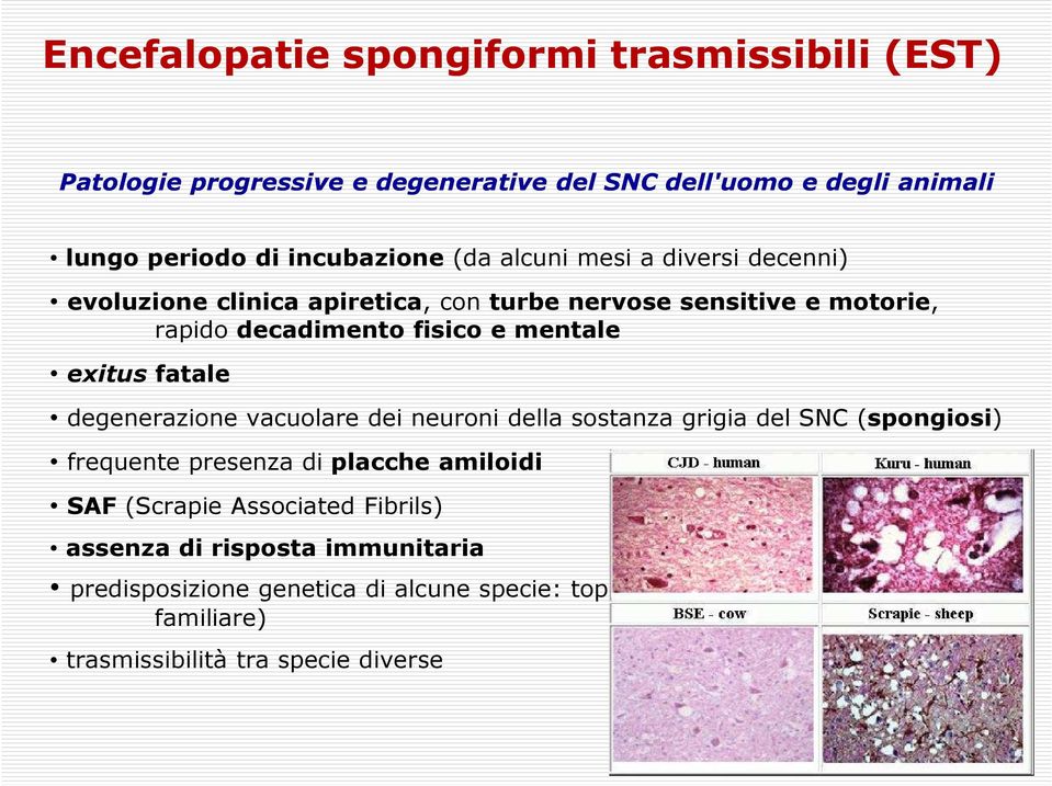 degenerazione vacuolare dei neuroni della sostanza grigia del SNC (spongiosi) frequente presenza di placche amiloidi SAF (Scrapie Associated Fibrils)