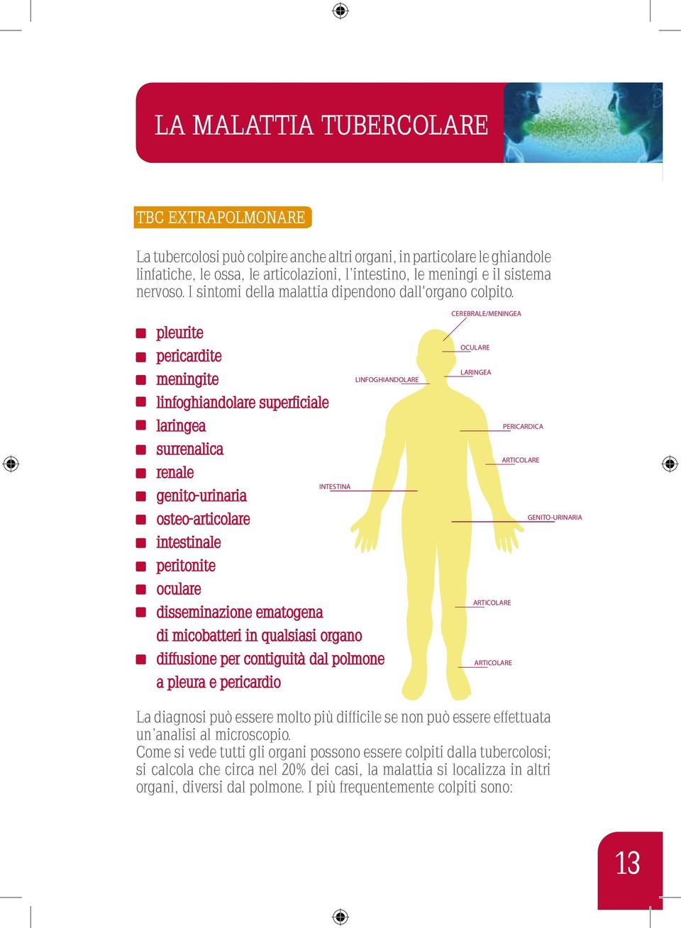 pleurite pericardite meningite linfoghiandolare superficiale laringea surrenalica renale genito-urinaria osteo-articolare intestinale peritonite oculare INTESTINA LINFOGHIANDOLARE disseminazione