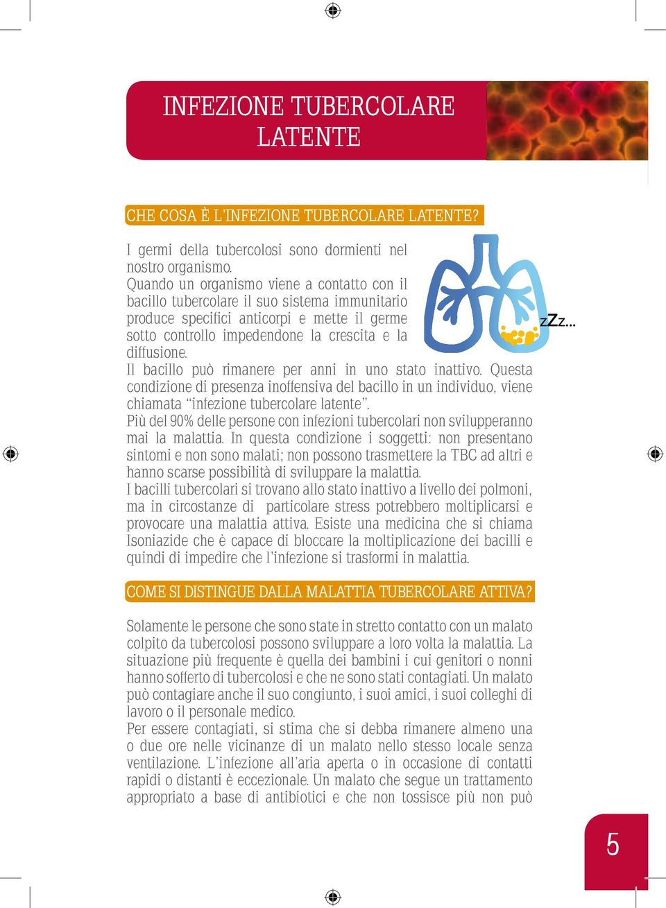 Il bacillo può rimanere per anni in uno stato inattivo. Questa condizione di presenza inoffensiva del bacillo in un individuo, viene chiamata infezione tubercolare latente.