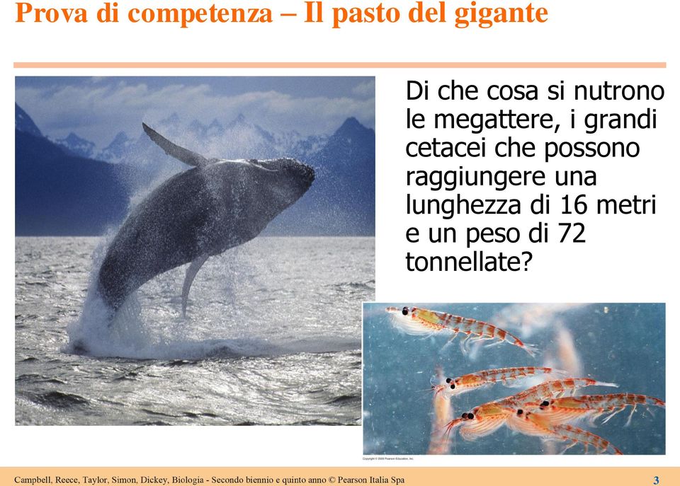 cetacei che possono raggiungere una