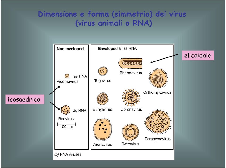 (virus animali a RNA)