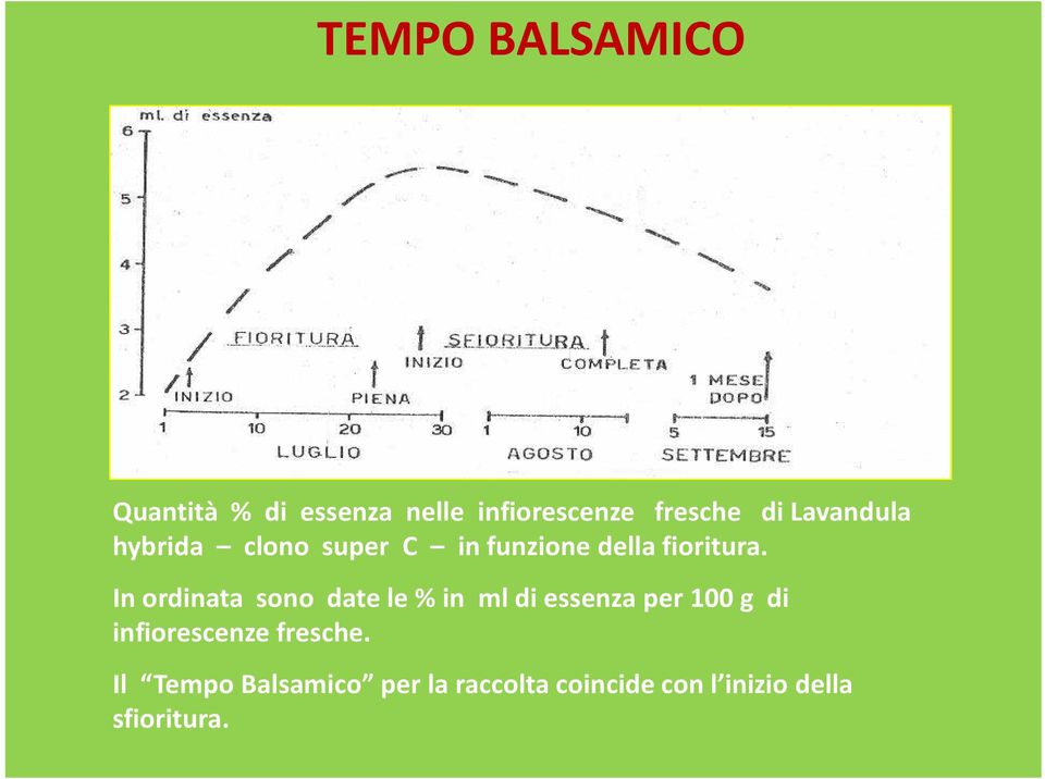 In ordinata sono date le % in ml di essenza per 100 g di infiorescenze