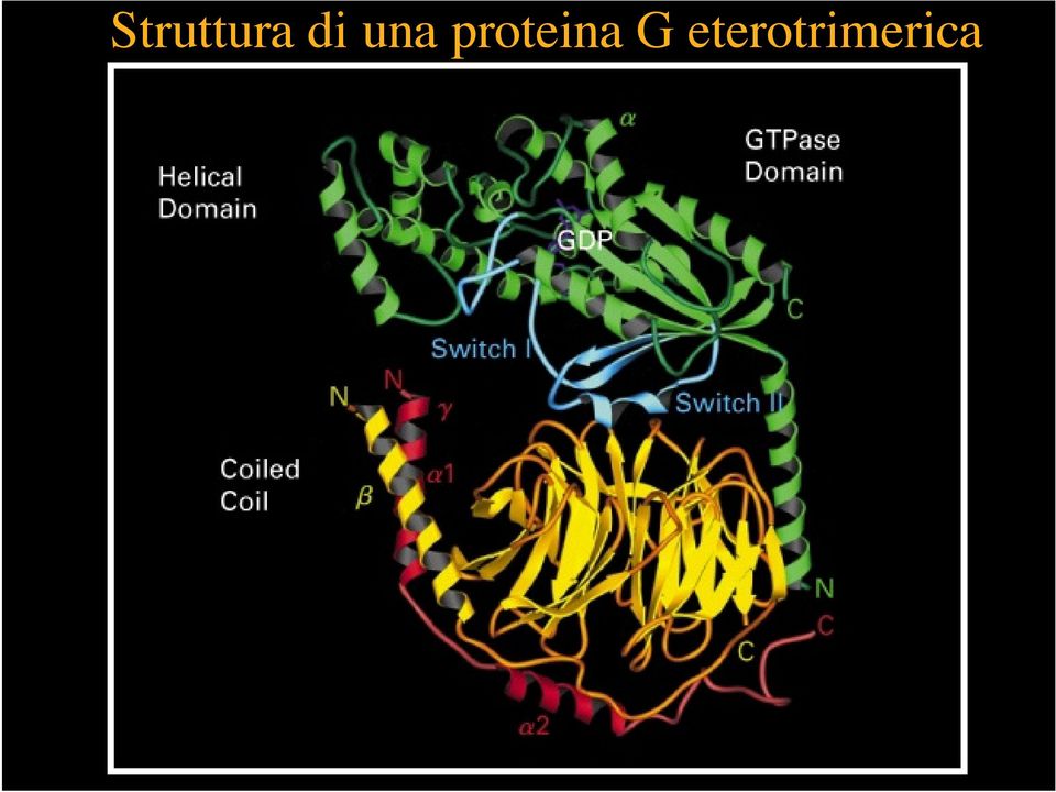 proteina G