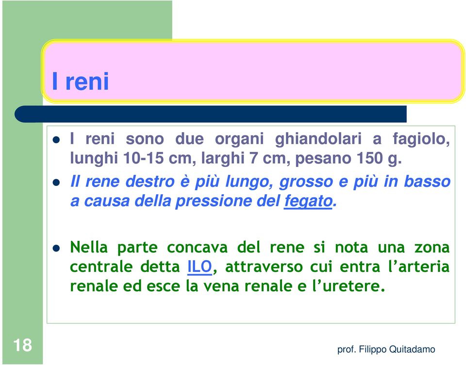 Il rene destro è più lungo, grosso e più in basso a causa della pressione del