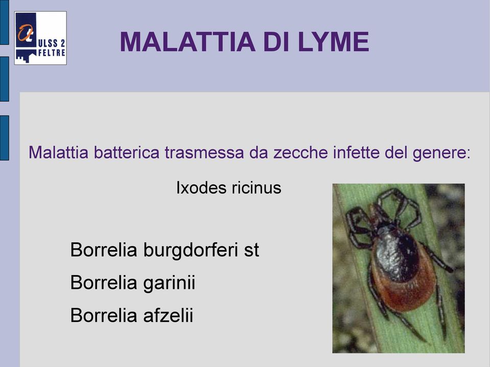 genere: Ixodes ricinus Borrelia