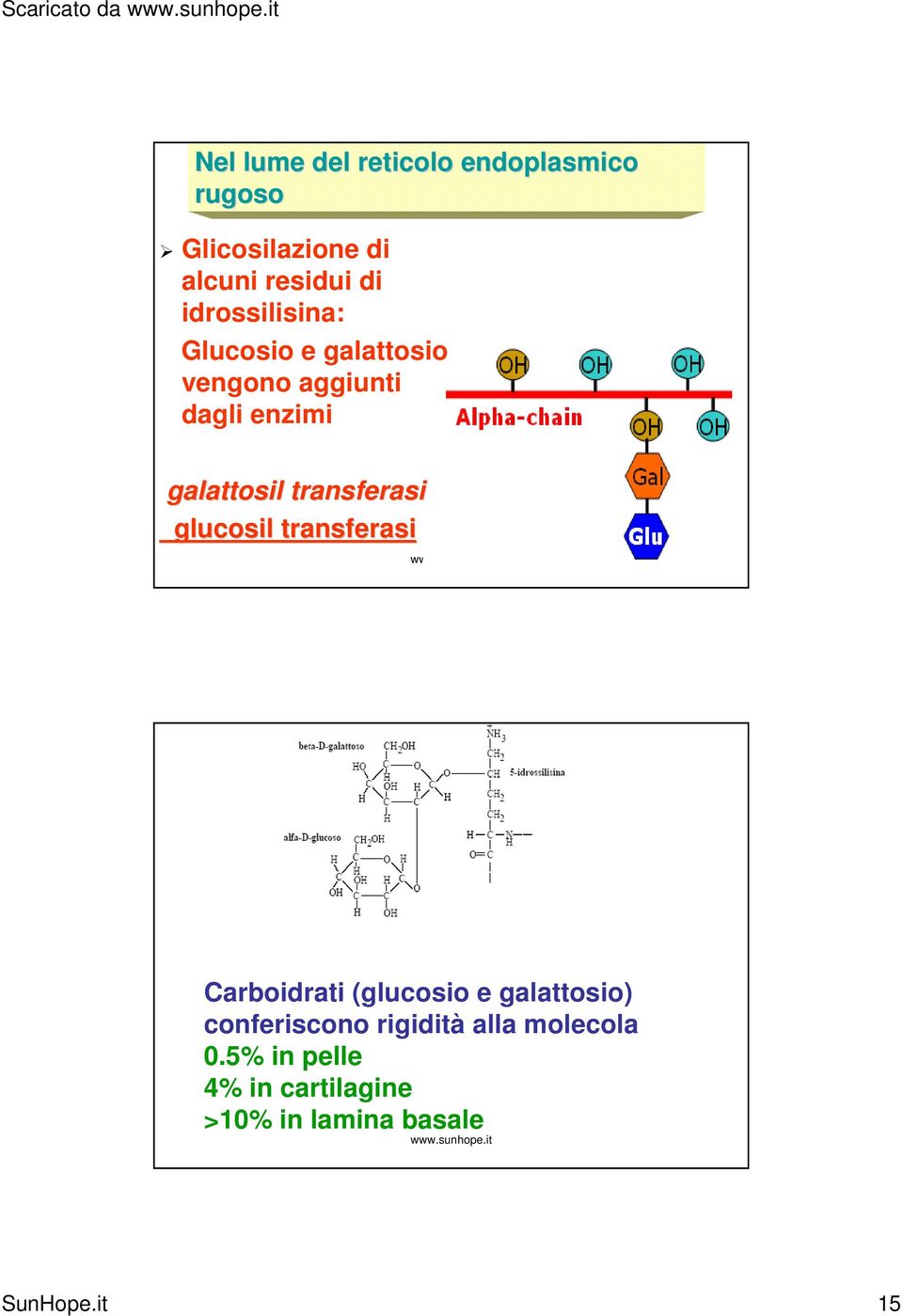 galattosil transferasi glucosil transferasi Carboidrati (glucosio e galattosio)