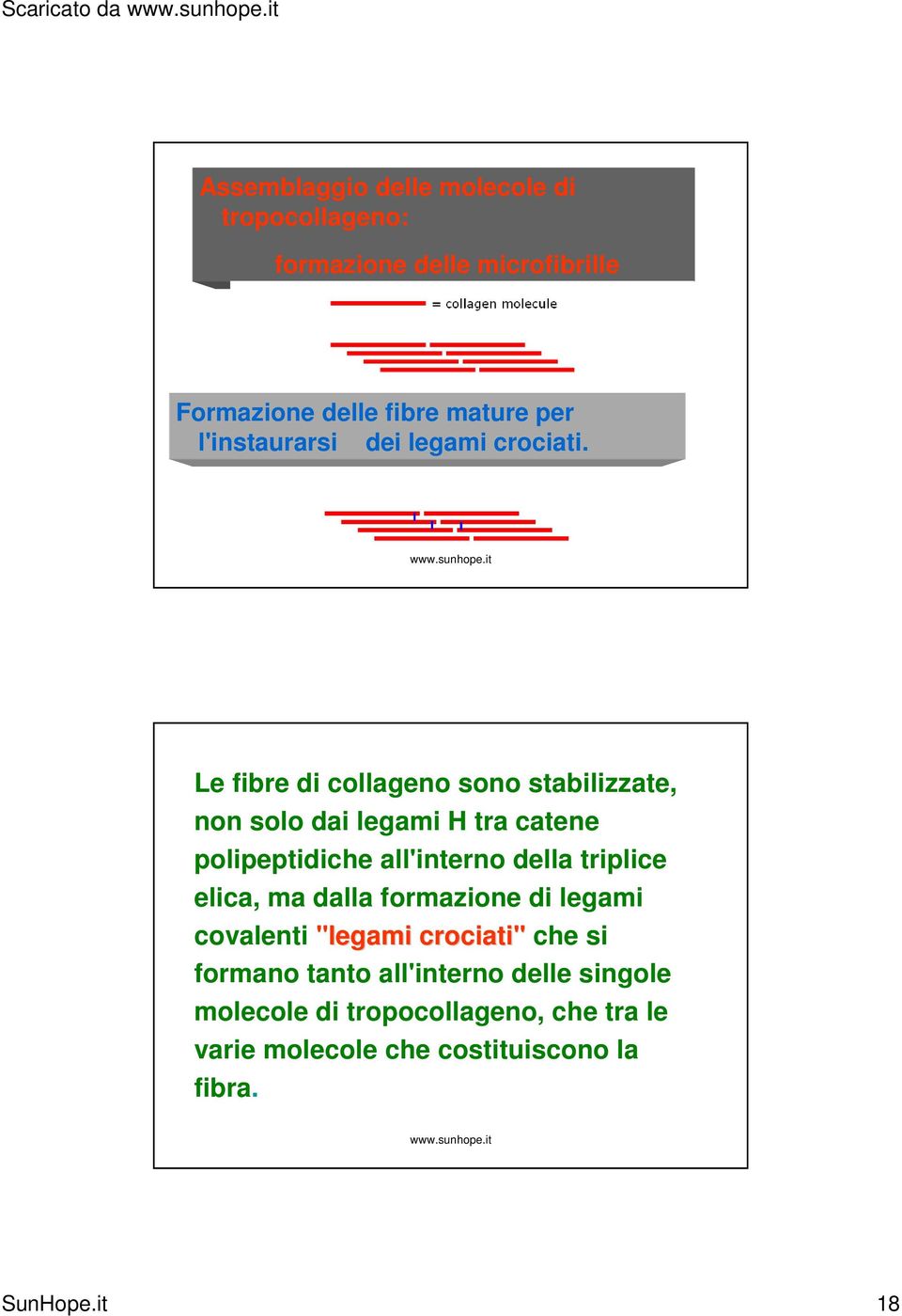 Le fibre di collageno sono stabilizzate, non solo dai legami H tra catene polipeptidiche all'interno della triplice