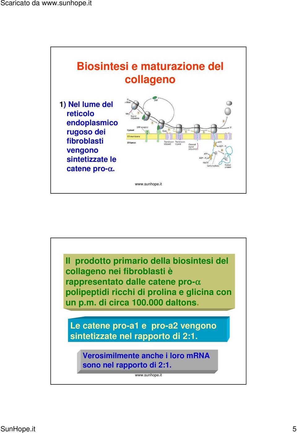 Il prodotto primario della biosintesi del collageno nei fibroblasti è rappresentato dalle catene pro-α polipeptidi