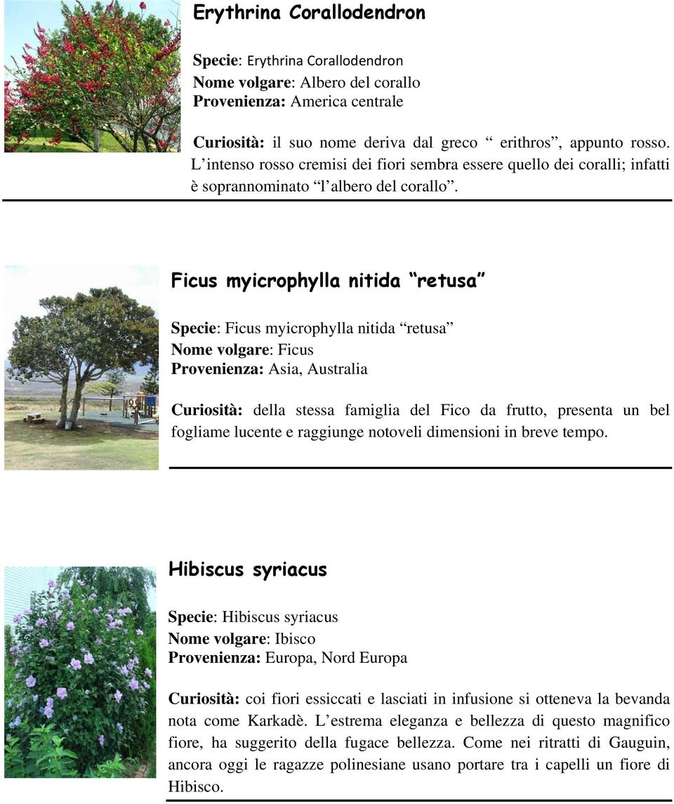 Ficus myicrophylla nitida retusa Specie: Ficus myicrophylla nitida retusa Nome volgare: Ficus Provenienza: Asia, Australia Curiosità: della stessa famiglia del Fico da frutto, presenta un bel