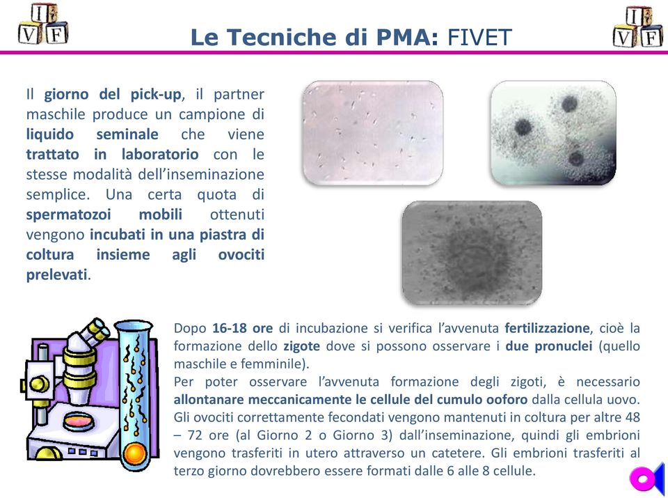 Dopo 16-18 ore di incubazione si verifica l avvenuta fertilizzazione, cioè la formazione dello zigote dove si possono osservare i due pronuclei (quello maschile e femminile).