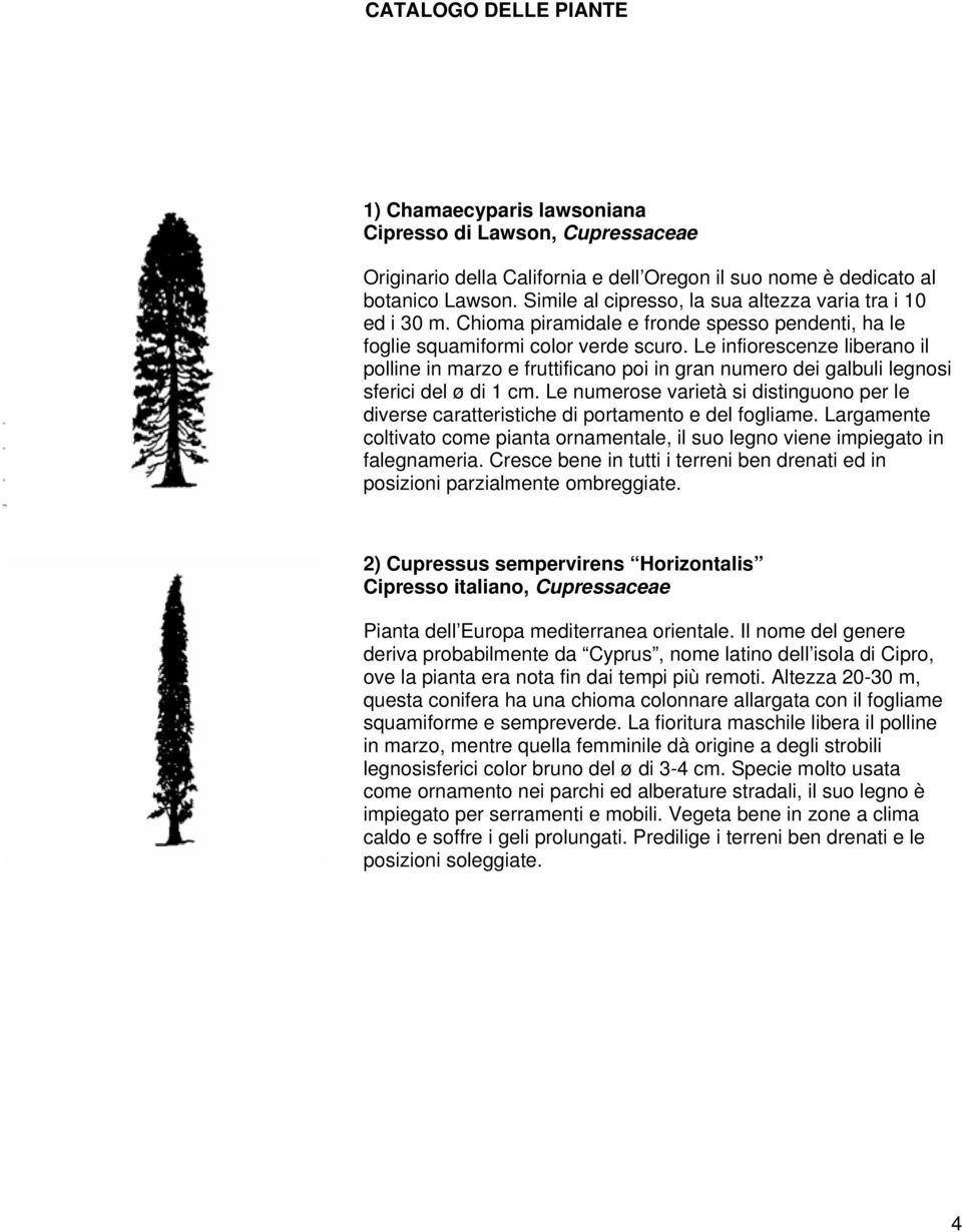 Le infiorescenze liberano il polline in marzo e fruttificano poi in gran numero dei galbuli legnosi sferici del ø di 1 cm.