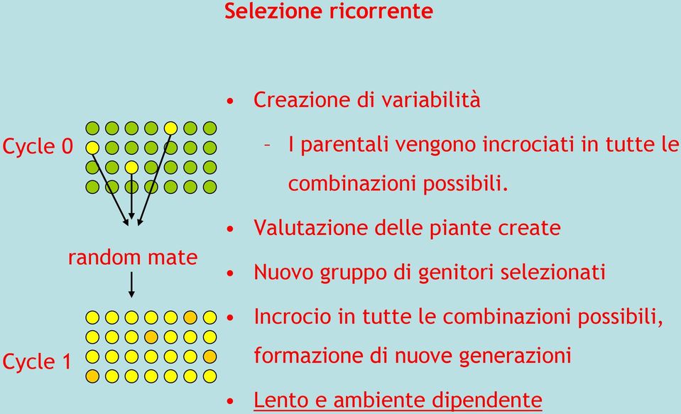 Valutazione delle piante create Nuovo gruppo di genitori selezionati Incrocio