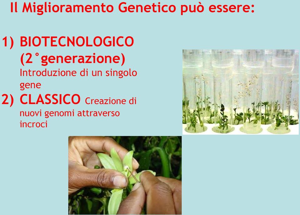 Introduzione di un singolo gene 2)