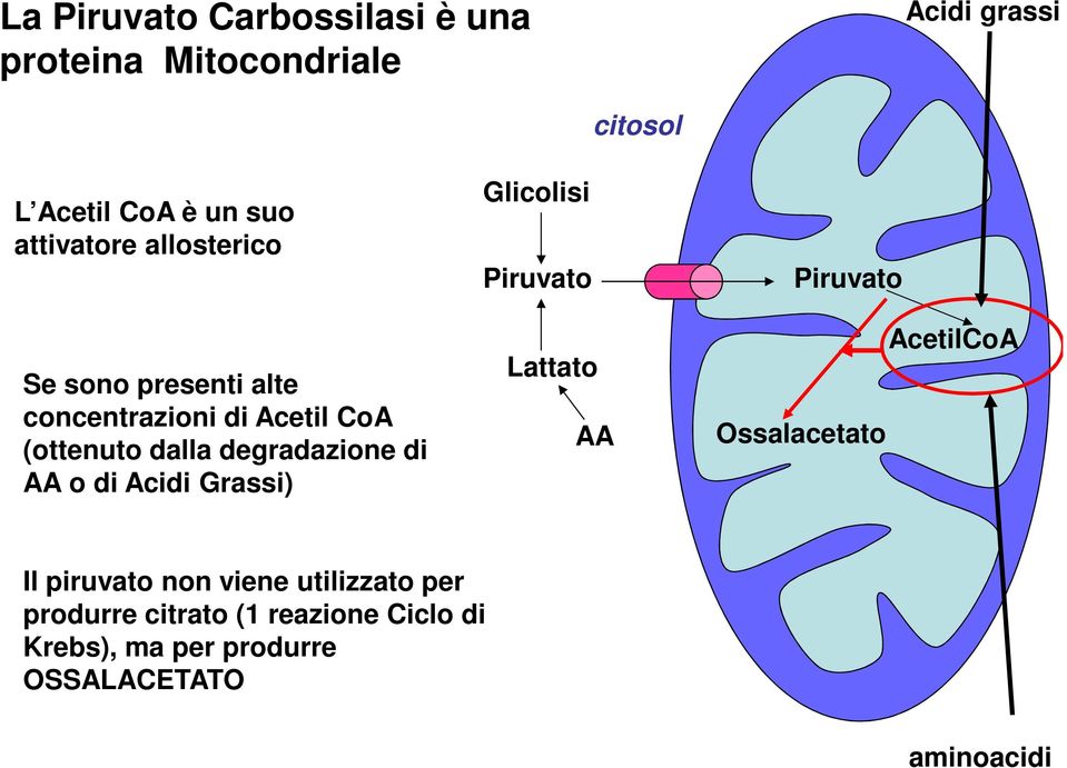 di AA o di Acidi Grassi) Glicolisi Piruvato Lattato AA Piruvato Ossalacetato AcetilCoA Il piruvato non