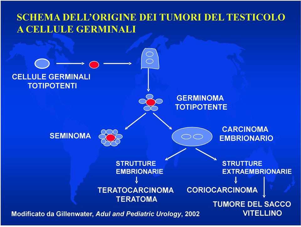 STRUTTURE EMBRIONARIE STRUTTURE EXTRAEMBRIONARIE TERATOCARCINOMA TERATOMA