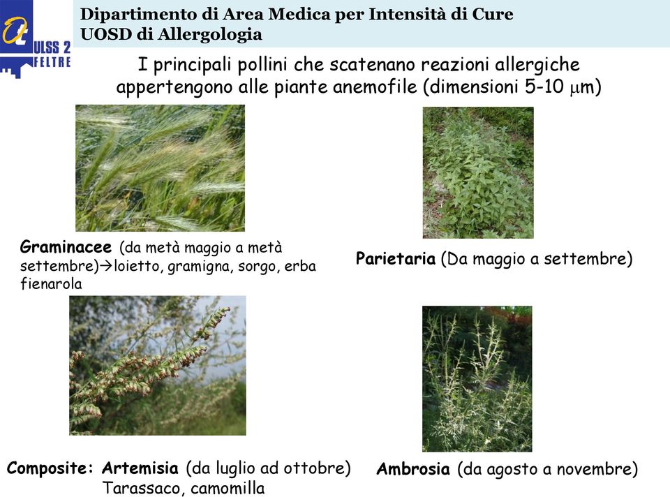 allergiche appertengono alle piante anemofile (dimensioni 5-10 m) Graminacee (da metà maggio a metà