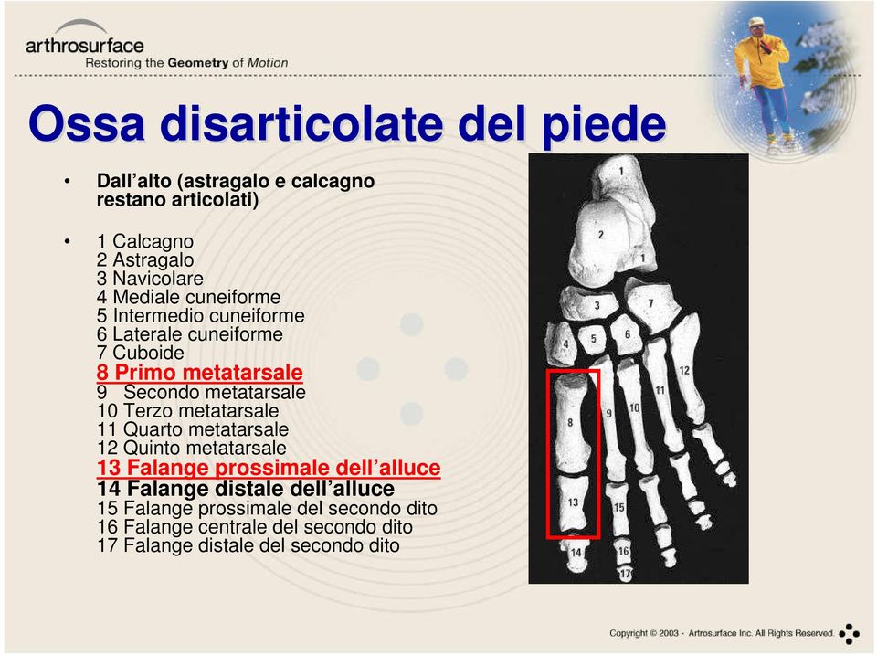 Terzo metatarsale 11 Quarto metatarsale 12 Quinto metatarsale 13 Falange prossimale dell alluce 14 Falange distale dell