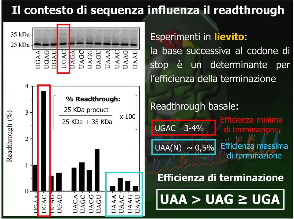 KDa product x 100 25 KDa + 35 KDa Readthrough basale: UGAC 3-4% Efficienza minima di