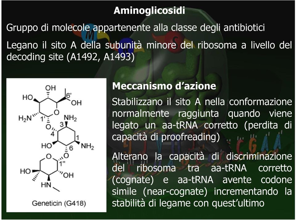 quando viene legato un aa-trna corretto (perdita di capacità di proofreading) Alterano la capacità di discriminazione del