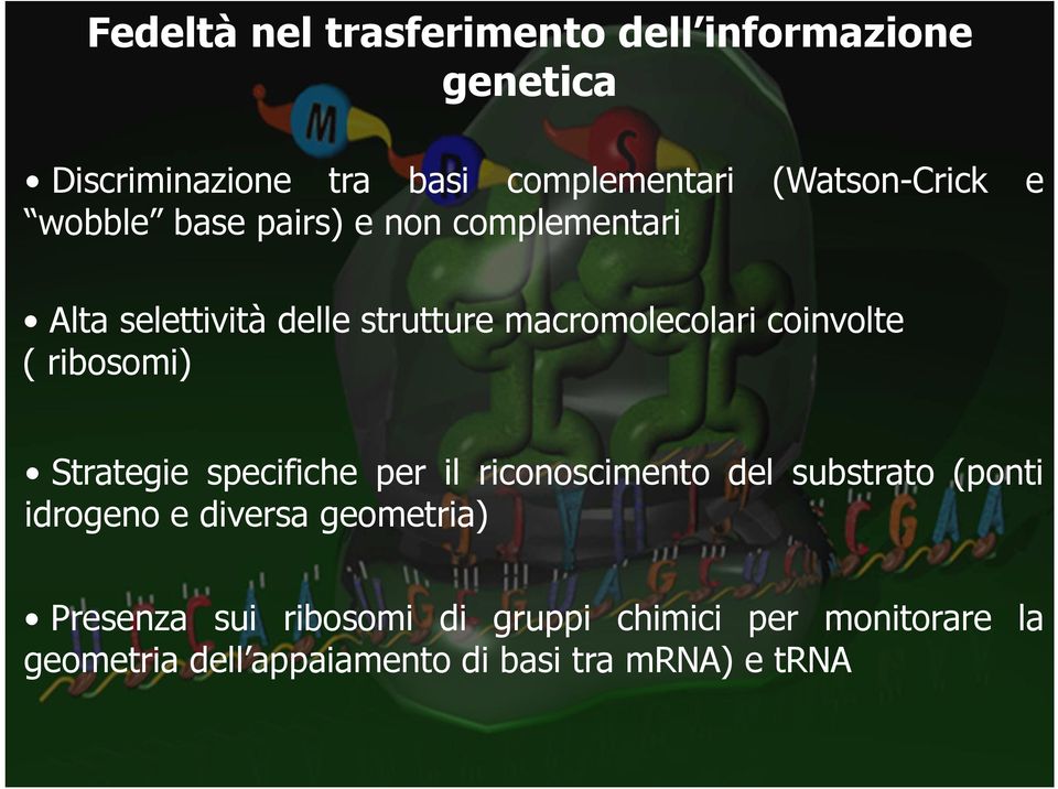 ribosomi) Strategie specifiche per il riconoscimento del substrato (ponti idrogeno e diversa geometria)