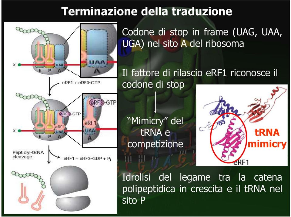 il codone di stop Mimicry del trna e competizione trna mimicry