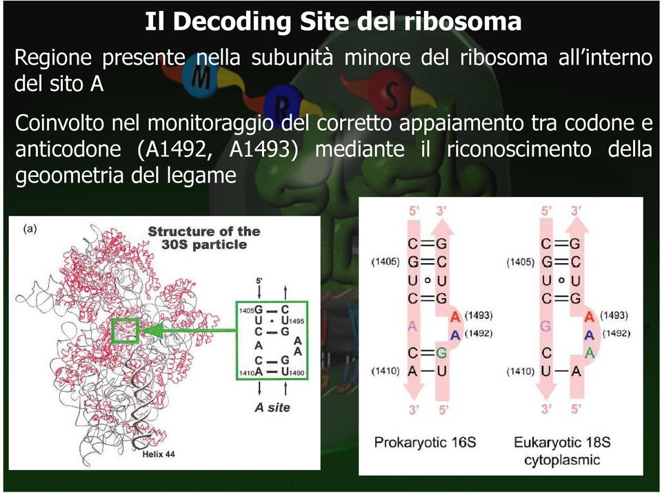 monitoraggio del corretto appaiamento tra codone e anticodone