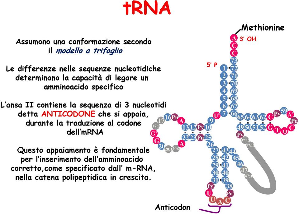 amminoacido corretto,come specificato dall m-rna, nella catena polipeptidica in crescita.