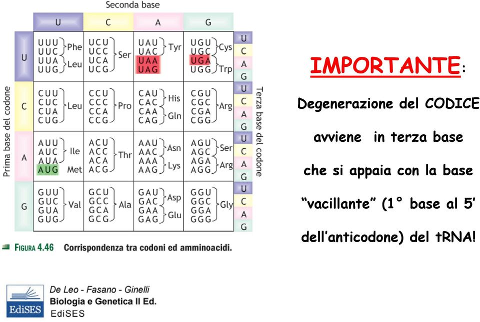 si appaia con la base vacillante